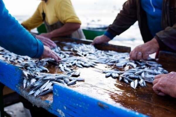Pêcheurs, antériorités et sous-quotas : quelques modifications !