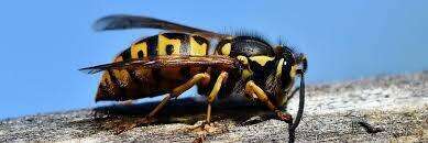 Phobie des guêpes et des frelons : comment l'hypnose et l'EMDR (RITMO) m'ont aidé à retrouver la liberté