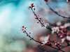Fleurs de Bach