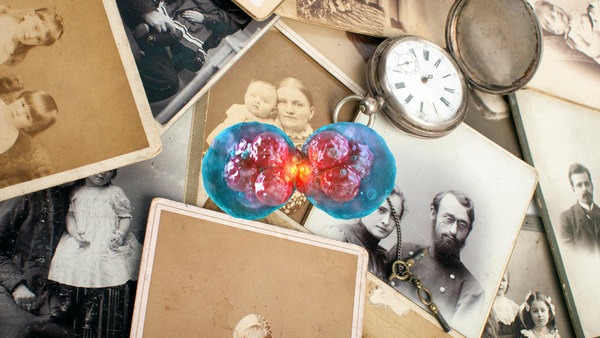 L'impact des mémoires cellulaires