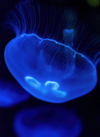 méduse émettant de la lumière, bioluminescence 