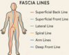 Schéma du fascia reliant cervicales trapèzes et lombaires cause des douleurs liées