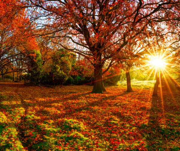 L'ESTIME DE SOI ET LES RESEAUX SOCIAUX