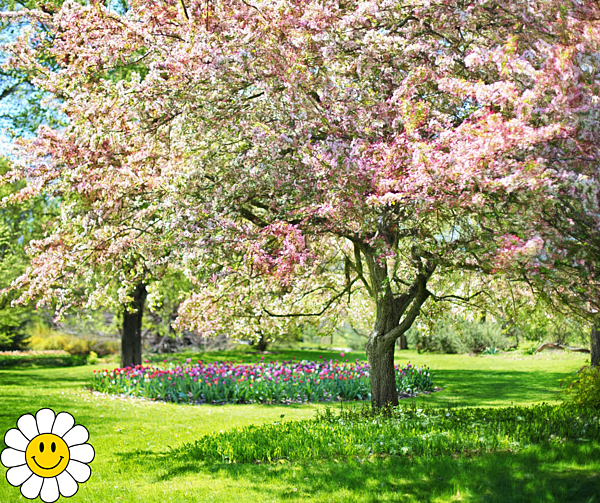 Lettre du printemps à votre esprit fatigué