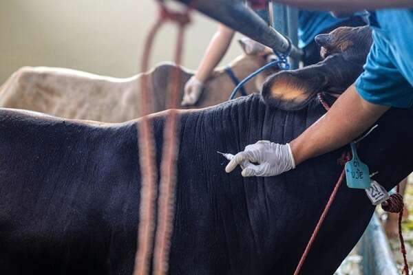 Élevages : le point sur la surveillance des maladies