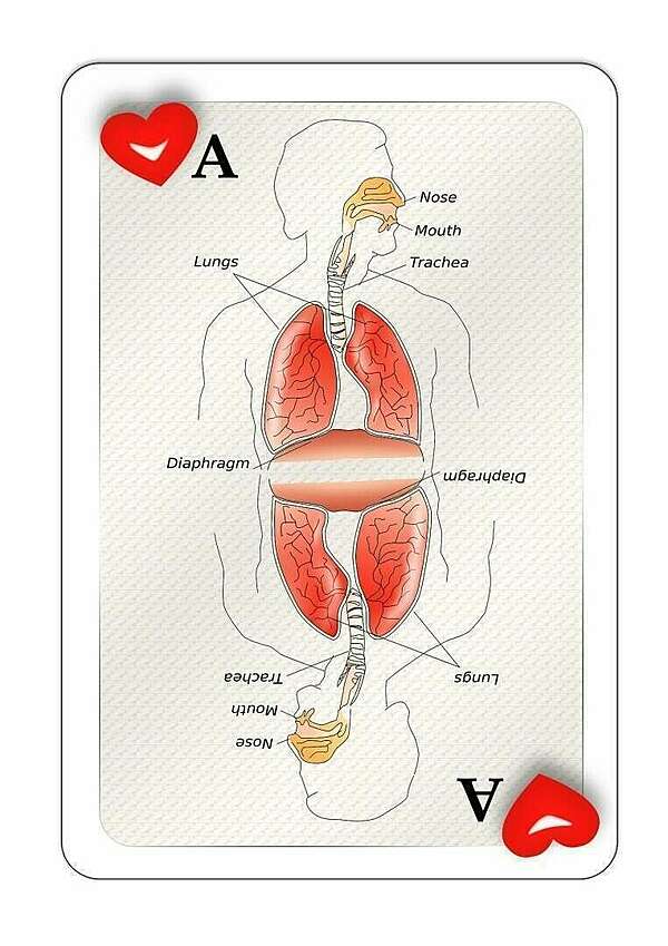 Ortho et pluridisciplinarités
