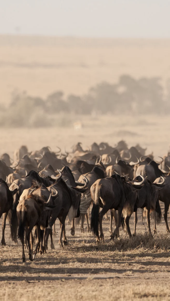 La Grande Migration au Kenya : Un Spectacle Inoubliable au Cœur du Masai Mara
