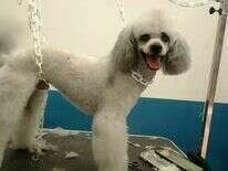 Doggy Chic toilettage de Caniche