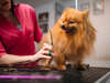 Doggy toilettage et épilation de chien