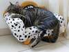 Doggy chic Pouf pour chat 
