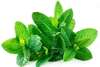Menthe 