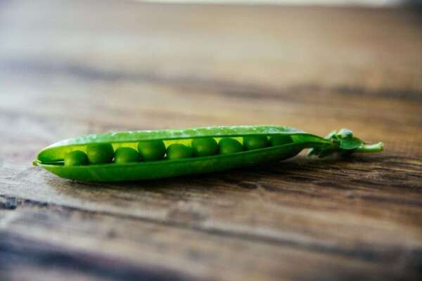 Houmous de petits pois frais bio