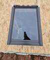 Pose de Velux