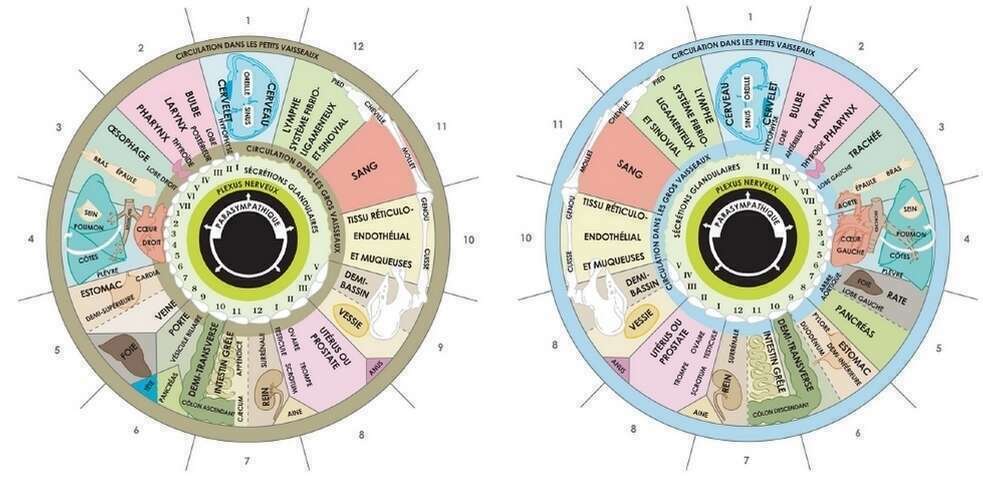 Bilan iridologique  NATURALESCENCE