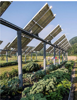 L’agrivoltaïsme : entre enjeux énergétiques et préservation des terres 