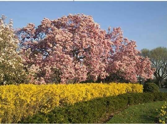 L'arbre, le conflit de voisinage et le juge civil