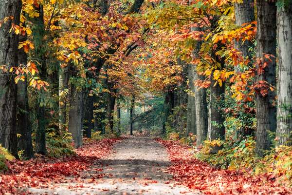 Que faire en Moselle en automne ? Notre guide pour profiter de la saison