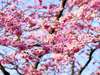 Fleurs de Bach
