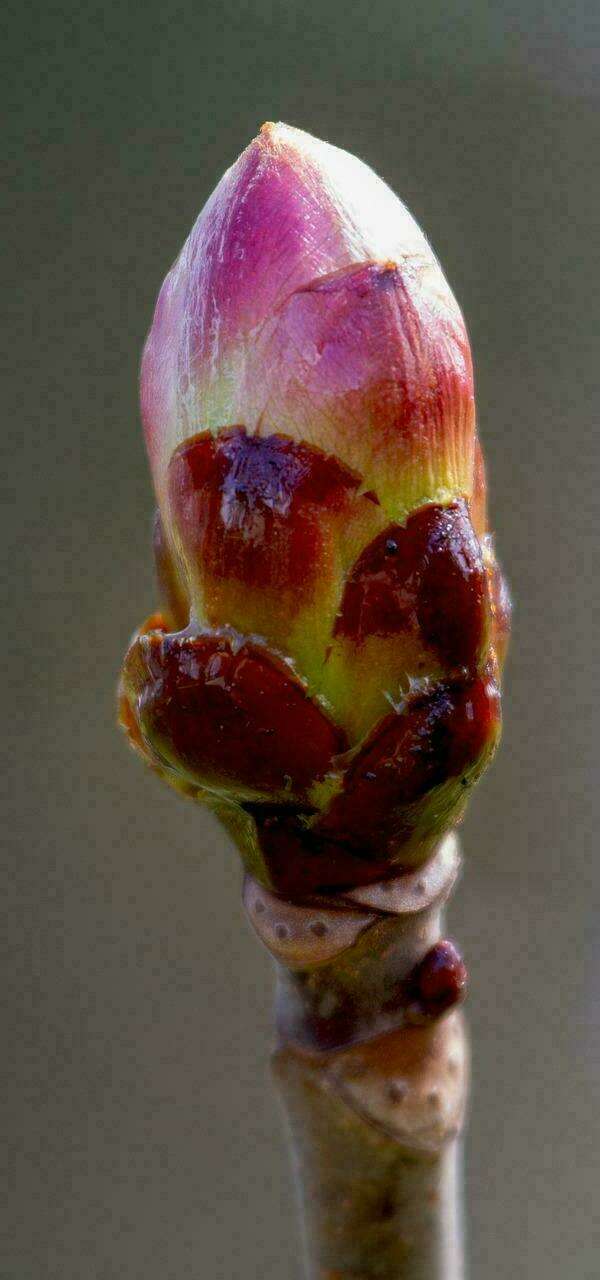 Et si la gemmothérapie pouvait aider dans les douleurs articulaires chroniques ?