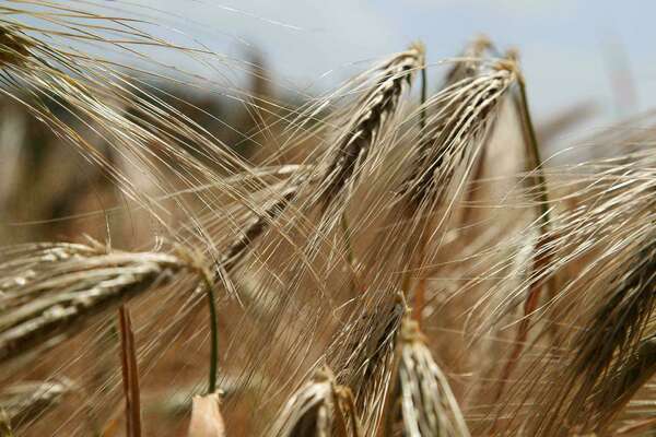 Douleurs articulaires : faut-il supprimer le gluten ?