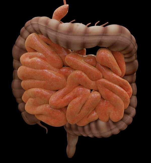 Microbiote et inflammation : pourquoi sont-ils au cœur de la fibromyalgie?