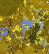 Feuilles jaunes symbolisant douceur et équilibre en sophrologie