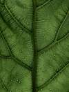 Feuille verte avec gouttes d eau symbolisant relaxation et harmonie