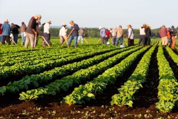 Employeurs agricoles : actualisation de l’exonération TO DE