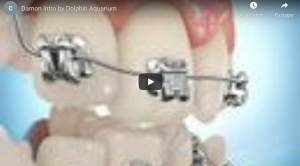 Damon Intro by Dolphin Aquarium