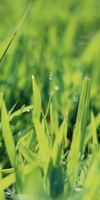 SARL NATURE ET CREATION, Arrosage automatique à Mauléon