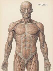 Vibrations Tissulaires. Les fascias une toile vivante au coeur de notre santé physique et men tale 