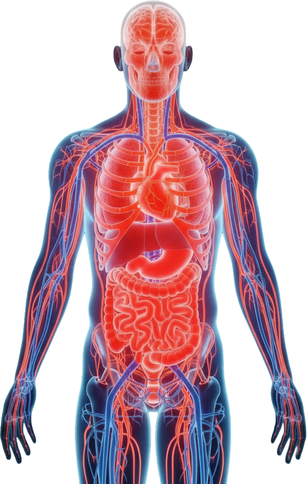 Anatomie du corps humain