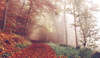automne oise