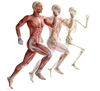 L'ostéopathie du sport : biomécanique, l'anatomie et la physiologie du corps humain
