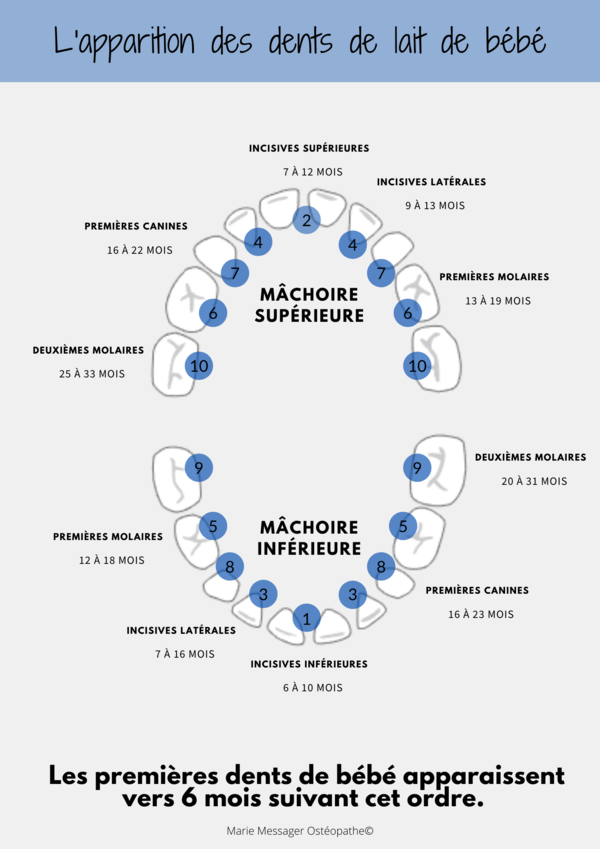 Le développement des dents de l