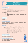 muscle soleaire anatomie fiche