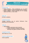 muscle gastrocnemien lateral anatomie fiche