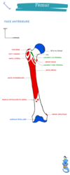 anatomie femur