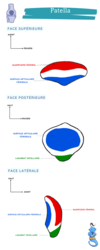 patella anatomie