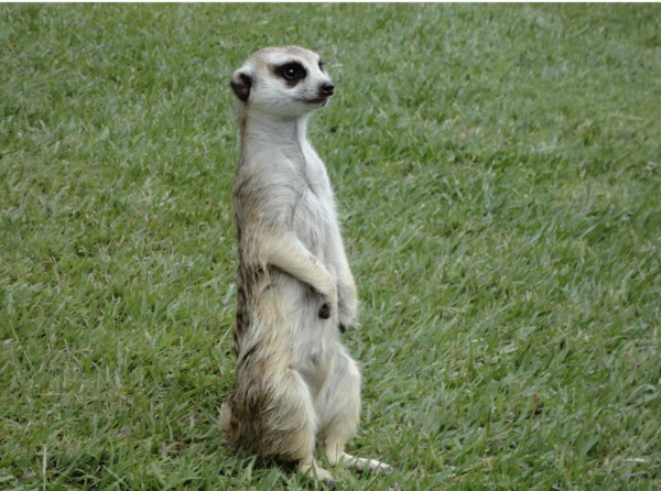 “Faut il vraiment se tenir droit ?”