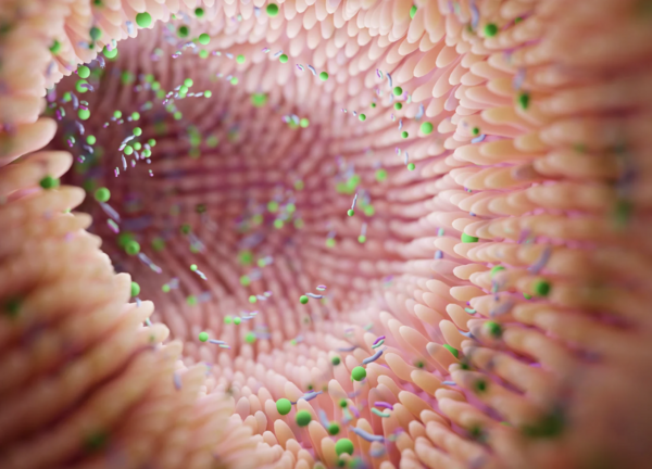 Microbiote intestinal & ostéopathie