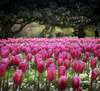 champ de tulipes roses