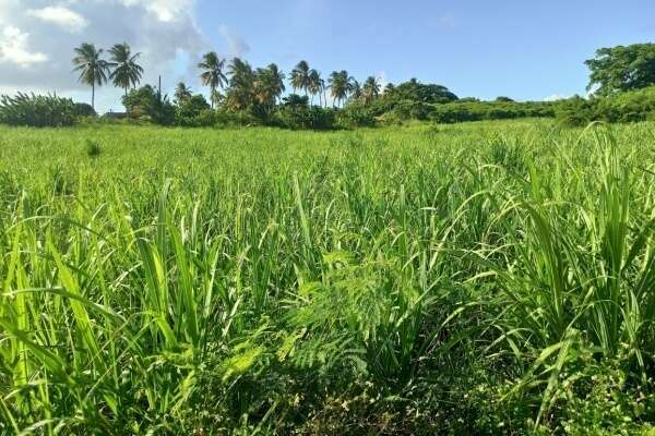 Indice des prix à la consommation en Guadeloupe - Année 2024