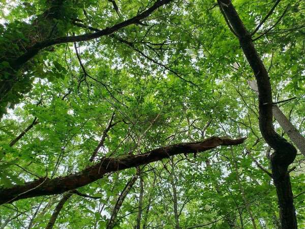 Sophro  Balade de Juin  au Taillan Médoc : une nature luxuriante nous a accueillis