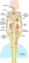 système lymphatique avec vaisseaux et ganglions en action