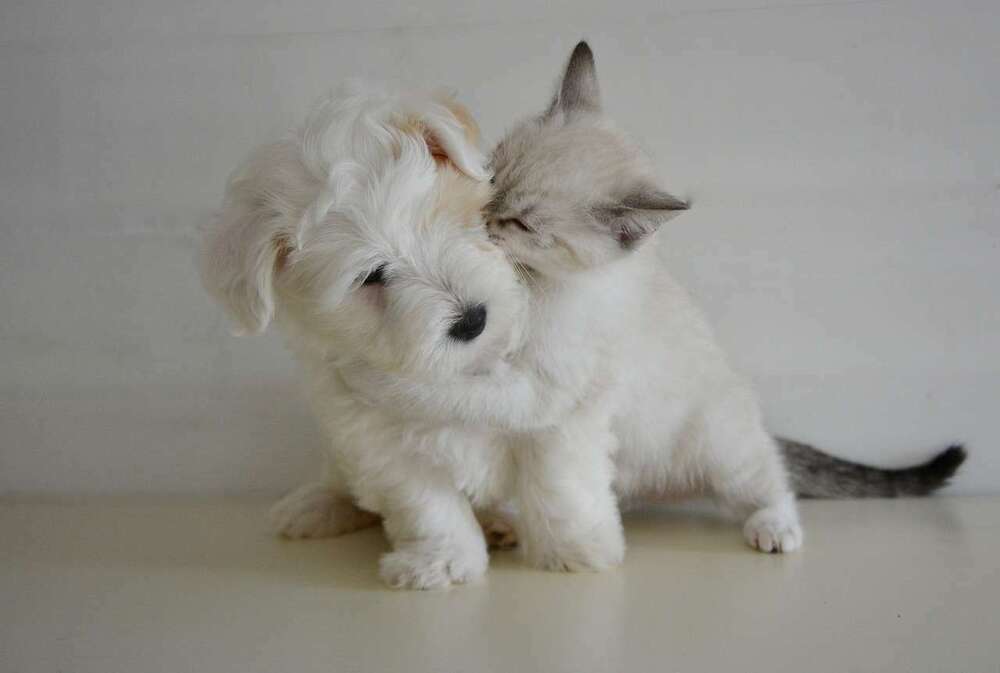 La tendresse