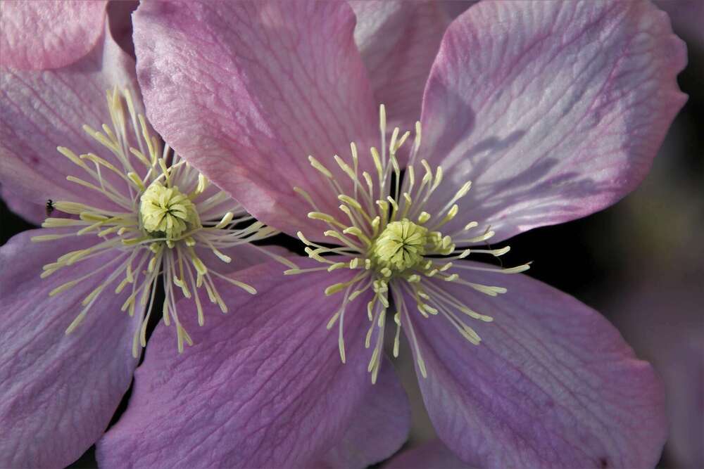 hypersensible