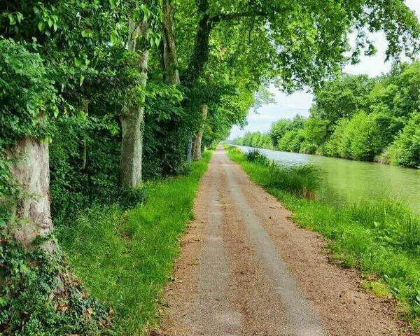 Ma Question écrite sur les dégâts du chancre coloré sur les platanes