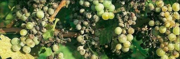 Mon interpellation du ministre de l'Agriculture sur l'épidémie de mildiou dans le Sud-Ouest