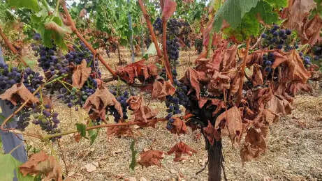 Amendement signé et voté : 20 millions d'euros pour les viticulteurs en difficulté